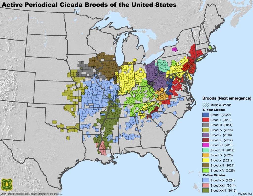 A map of the eastern United States shows where different broods of periodic cicadas emerge when.