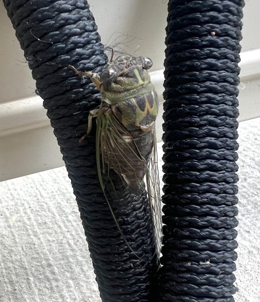 An annual cicada showing shades of dark and olive green colors, black eyes and clear wings is seen up close on sitting on a hose.